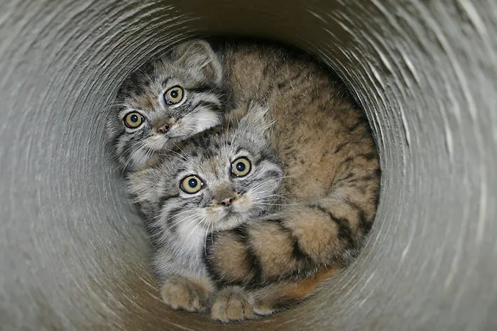 The Manul Cat Is The Most Expressive Cat In The World