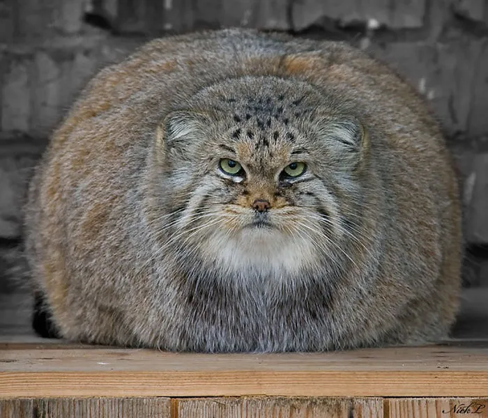 The Manul Cat Is The Most Expressive Cat In The World