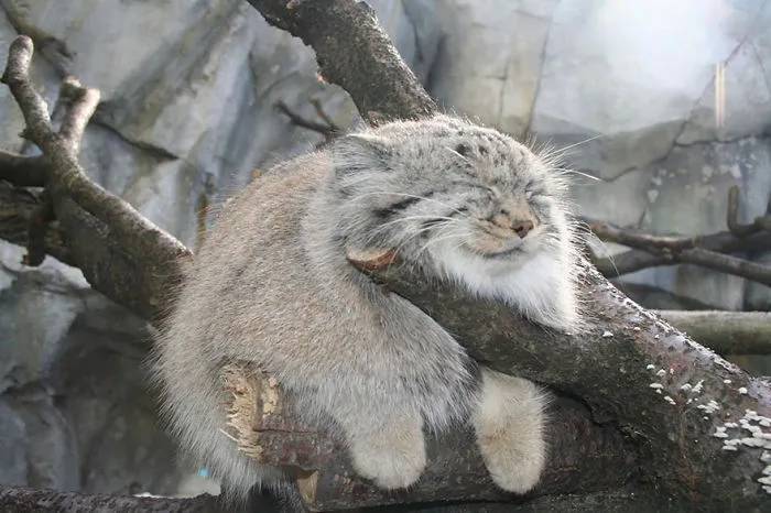 The Manul Cat Is The Most Expressive Cat In The World