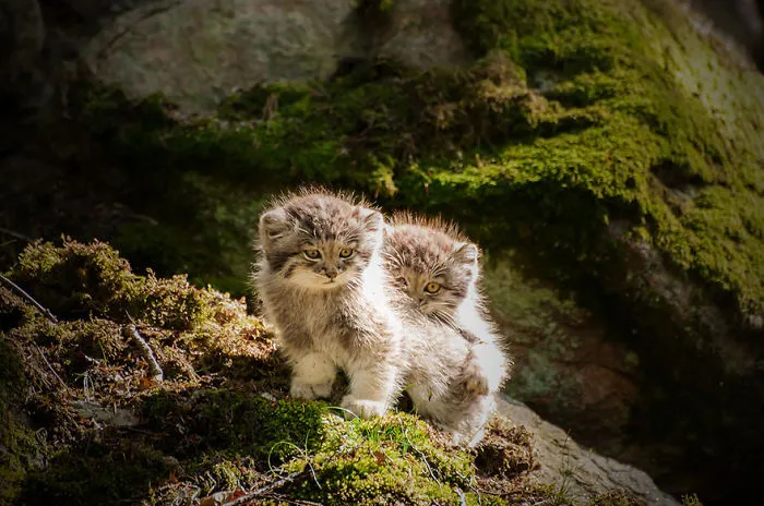 The Manul Cat Is The Most Expressive Cat In The World