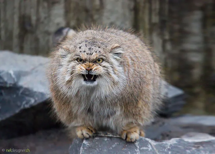 The Manul Cat Is The Most Expressive Cat In The World