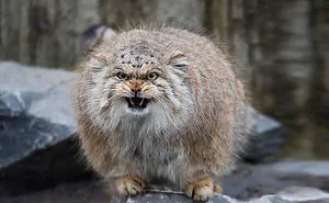 The Manul Cat Is The Most Expressive Cat In The World