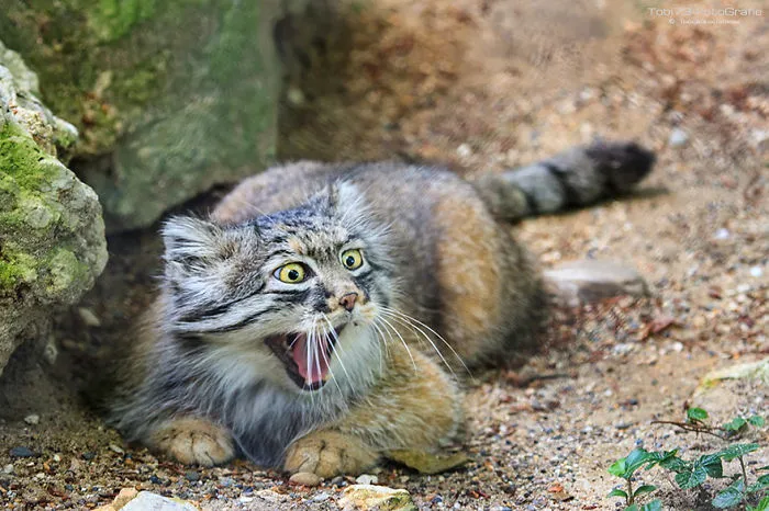 The Manul Cat Is The Most Expressive Cat In The World