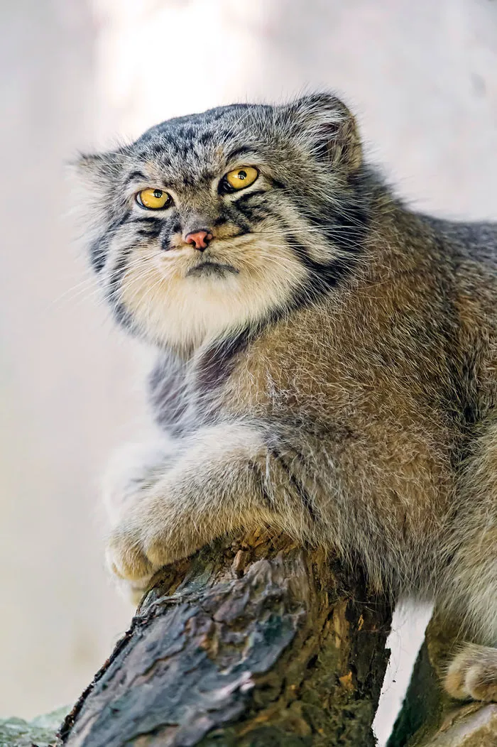 The Manul Cat Is The Most Expressive Cat In The World