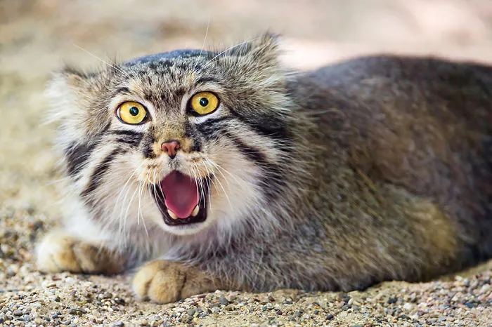 The Manul Cat Is The Most Expressive Cat In The World