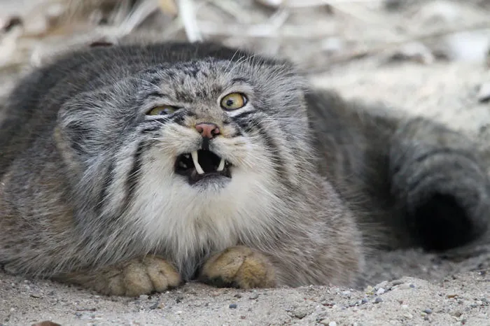 The Manul Cat Is The Most Expressive Cat In The World