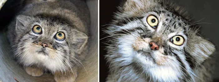 The Manul Cat Is The Most Expressive Cat In The World