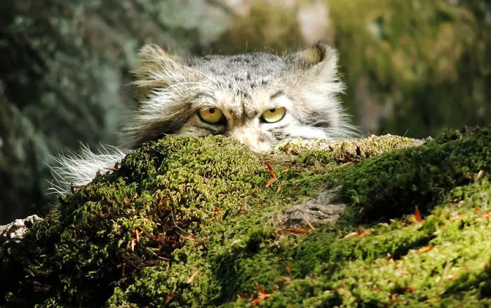 The Manul Cat Is The Most Expressive Cat In The World