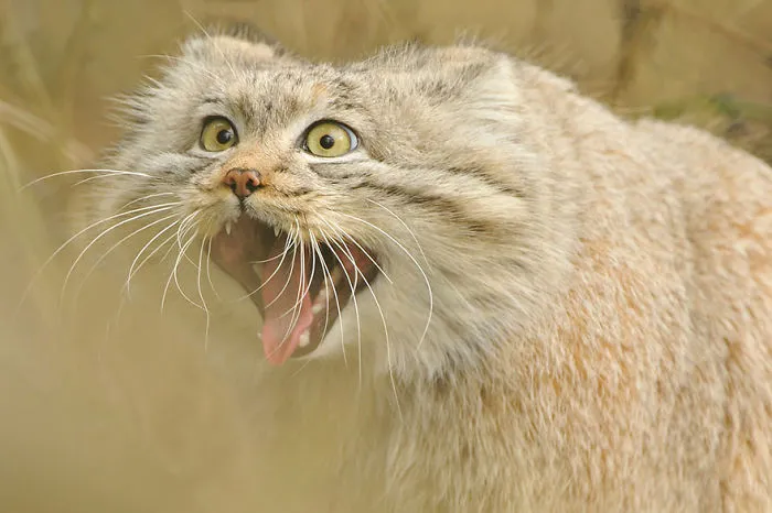 The Manul Cat Is The Most Expressive Cat In The World