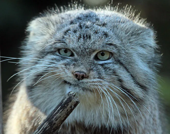 The Manul Cat Is The Most Expressive Cat In The World