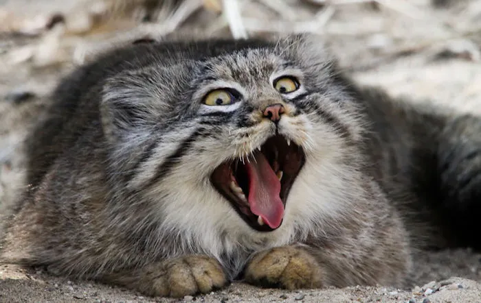 The Manul Cat Is The Most Expressive Cat In The World
