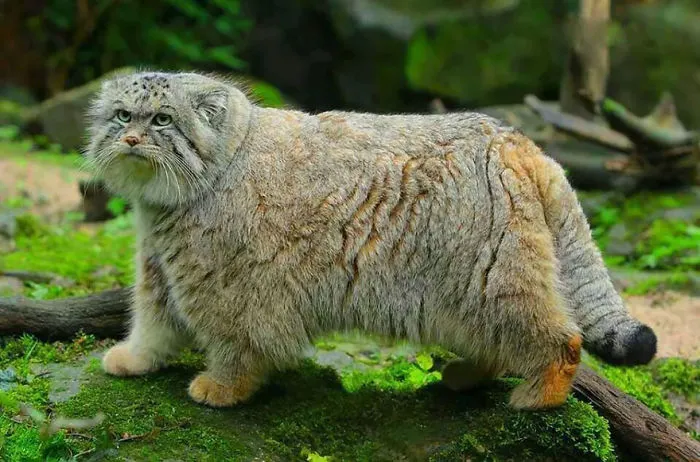 The Manul Cat Is The Most Expressive Cat In The World