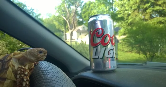 Girlfriend Asked Boyfriend To Watch Her Tortoise While She’s On Vacation. She Didn't Expect This