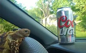 Girlfriend Asked Boyfriend To Watch Her Tortoise While She’s On Vacation. She Didn't Expect This