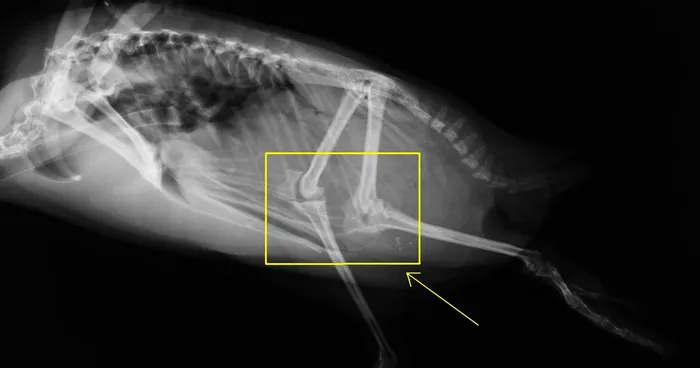Apparently, Penguins Have Knees Hidden Beneath Their Feathers