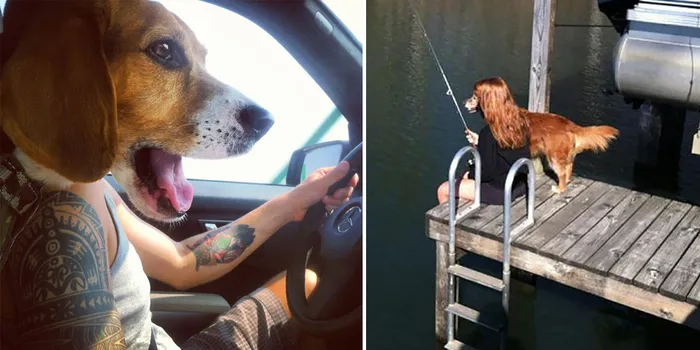 25 Perfectly Timed Dog Pictures