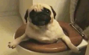 Funny Pets Helping With The House Cleaning