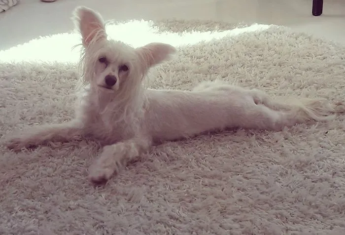 Pin Up Dog - Hjördis