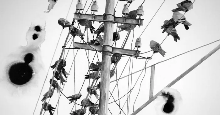 I Drew Pigeons From Johannesburg To Portray Their Beauty