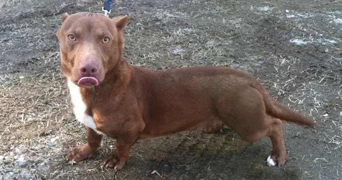 This Pitbull-Dachshund Is The Weirdest Crossbreed We've Ever Seen