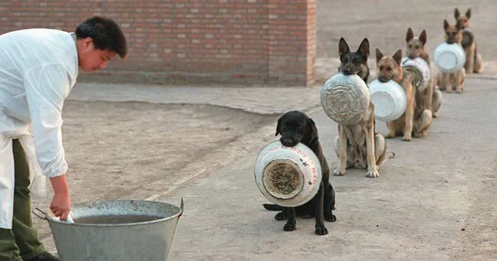 Police Dogs In China Waiting For Food Are Better In Lines Than Most People