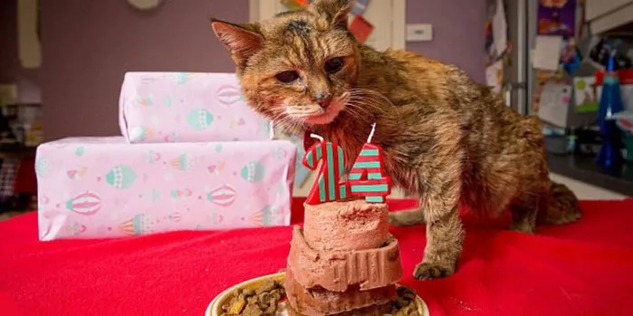 Meet Poppy: At 24, She's The World's Oldest Cat (That's 114 in Human Years)