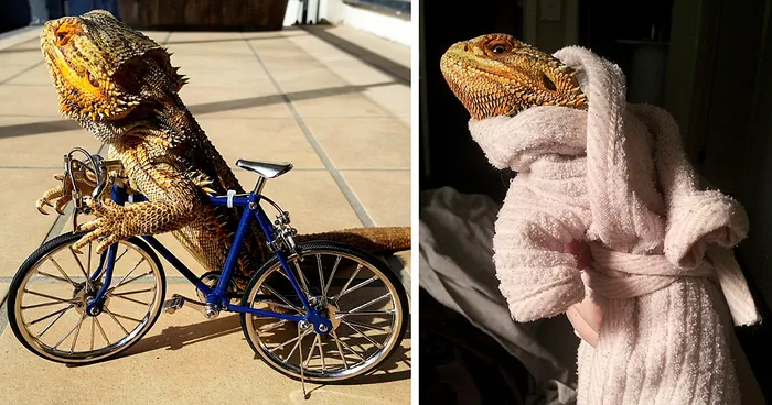Meet Pringle: The Cute Bearded Dragon That Never Gets Bored