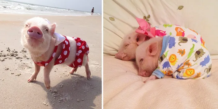 Meet Priscilla: The Prettiest Mini Pig On Instagram