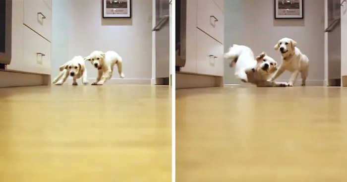 Puppies Running For Dinner In 9-Month Timelapse