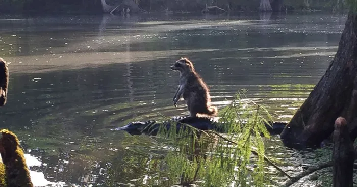 This Raccoon Doesn't Realize That He's Just Made A Huge Mistake