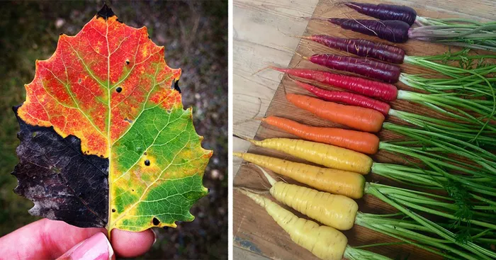 71 Photos Reveal The Full Spectrum Of Autumn's Colors