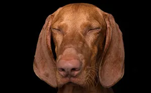 Zen Dogs: Photographer Captures The ‘Relaxed’ State Of Man's Best Friend