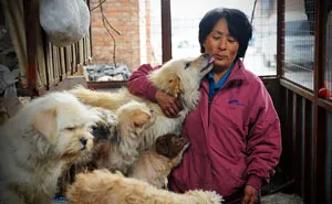 Chinese Woman Travels 1,500 Miles And Pays $1,100 To Save 100 Dogs From Chinese Dog-Eating Festival