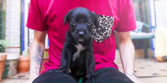Story Of A Rescued Puppy