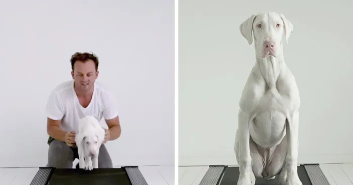 Time-Lapse Of My Rescued Puppy Growing Up On A Treadmill