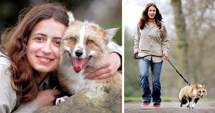 Fox Rescued And Raised By Humans Thinks He Is A Dog