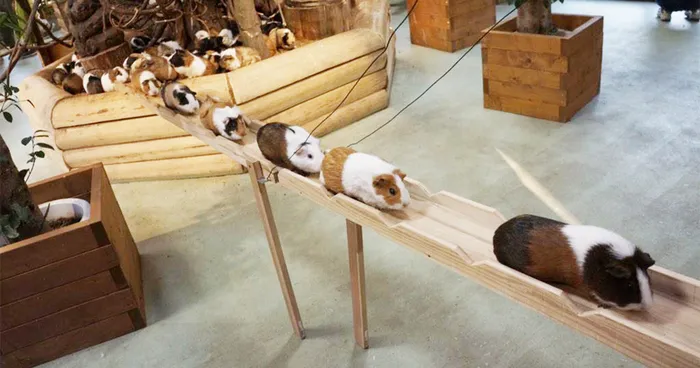 Guinea Pig Road In Japan During Rush Hour (VIDEO)
