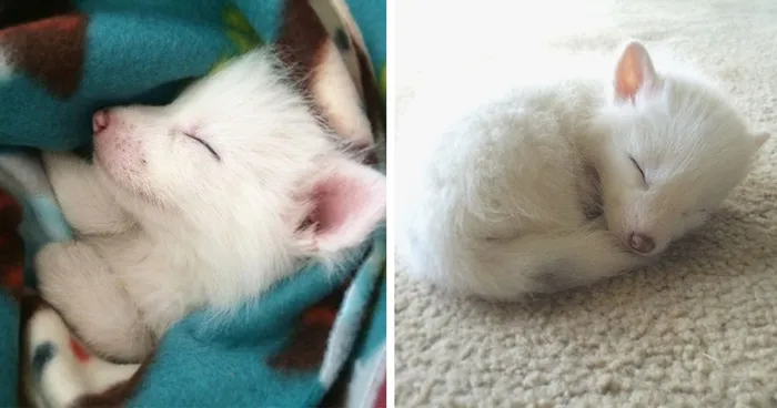 This Domesticated Baby Red Fox Is The Sleepiest Pet Ever
