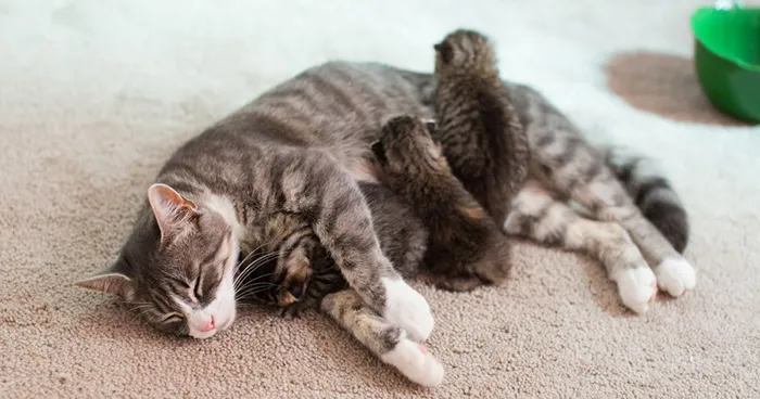 Momma Cat Who Lost Her 3 Kittens United With 3 Abandoned Kittens Who Needed A New Mom