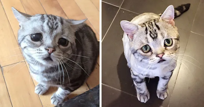The Saddest Cat On The Internet