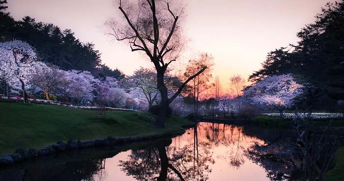 My Pictures Of Sakura Blossoms In Japan