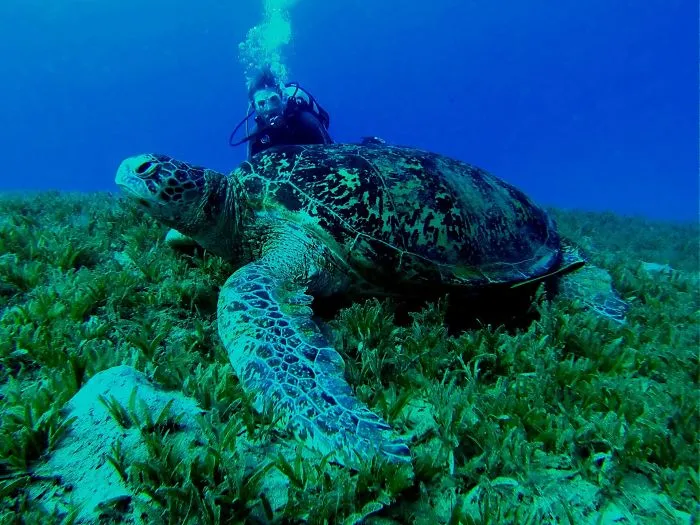 Turtle