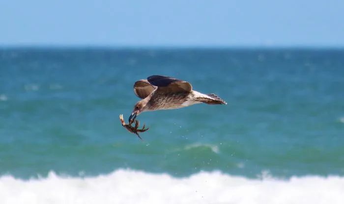 Seagull