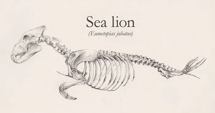Skeletons Of Animals Created By Combining Different Creatures