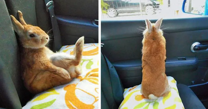This Bunny Understands Short People Problems