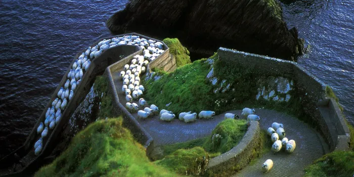 25 Photos Of Sheep Blanketing The Earth Like Snow