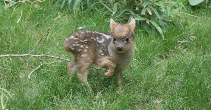 World's Smallest Deer Species Born In NYC Zoo Weighs Only 1 Pound