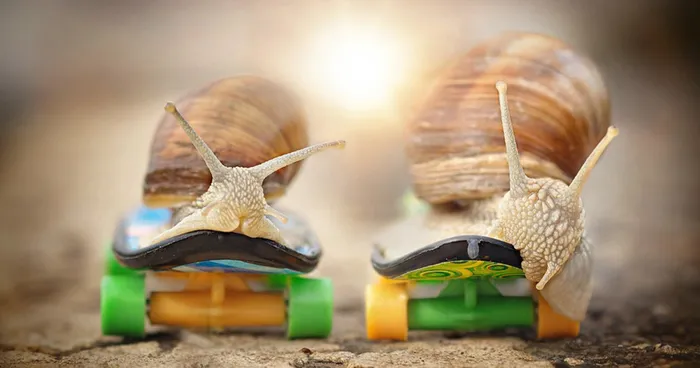 Let Me Show You How Beautiful And Courageous Snails Can Be