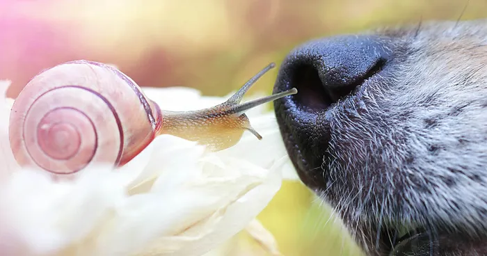 Share Your Best Pictures Of The Magical World Of Snails