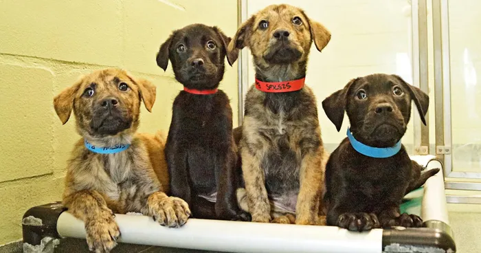 This Animal Shelter Offers Pet Delivery To Offices To Reduce Stress And Help Animals Find Homes